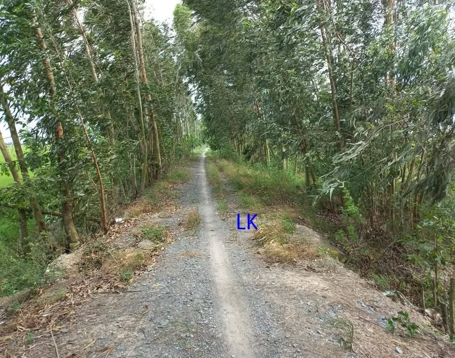 Đất lúa 33.000m² Phương Thịnh, Đồng Tháp - Giá chỉ 6 tỷ, thương lượng ngay!