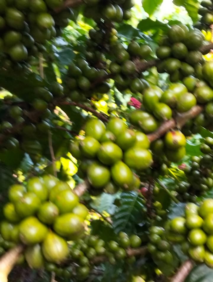 Đất nền Di Linh 800m² giá 3.1 tỷ - Đầu tư sinh lời ngay tại Tân Lâm!