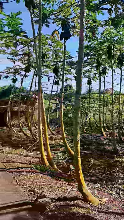 Đất nền Đá Bạc, Châu Đức 1057m² giá 1.45 tỷ - Pháp lý rõ ràng, vị trí thuận lợi!