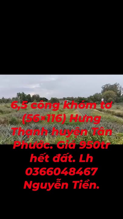 Đất nông nghiệp 6,5 công tại Hưng Thạnh, Tân Phước giá 950 triệu - Cơ hội đầu tư hấp dẫn!