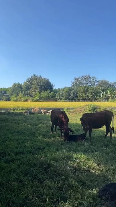 Đất nền Gia Canh Định Quán 56m² giá 580 triệu - Sổ đỏ chính chủ, đầu tư sinh lời!