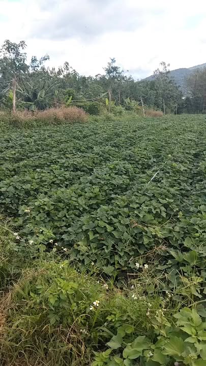 Đất nông nghiệp Kon Thụp, Mang Yang 18,000m² - Sổ hồng đầy đủ, giá thỏa thuận!