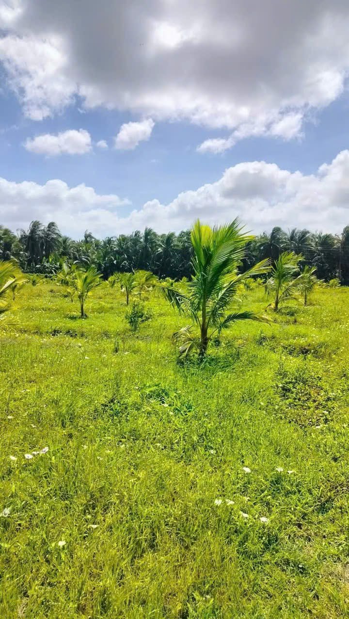 Đất nhà vườn tại Đa Lộc, Châu Thành 13.277m² giá 2.91 tỷ - Cơ hội đầu tư tuyệt vời!