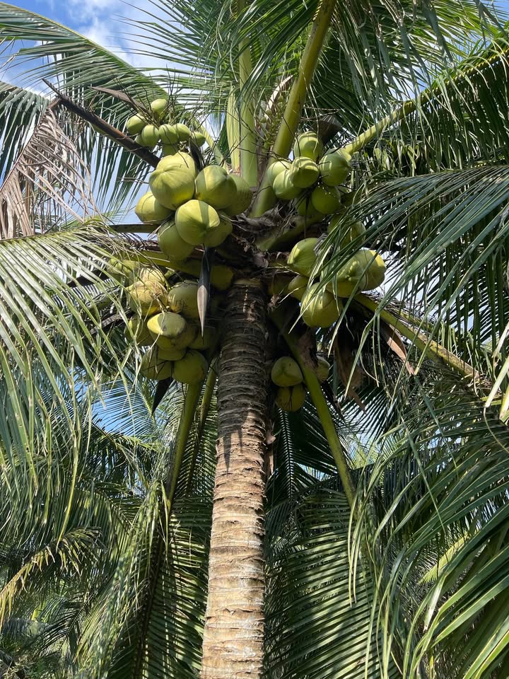 Đất nền Tân Phong, Thạnh Phú, Bến Tre 1040m² giá 6.5 tỷ - Đầu tư sinh lời ngay!