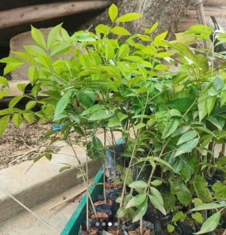 Đất nền Khánh Vĩnh 1121m² giá 2 tỷ - Cơ hội đầu tư tuyệt vời!