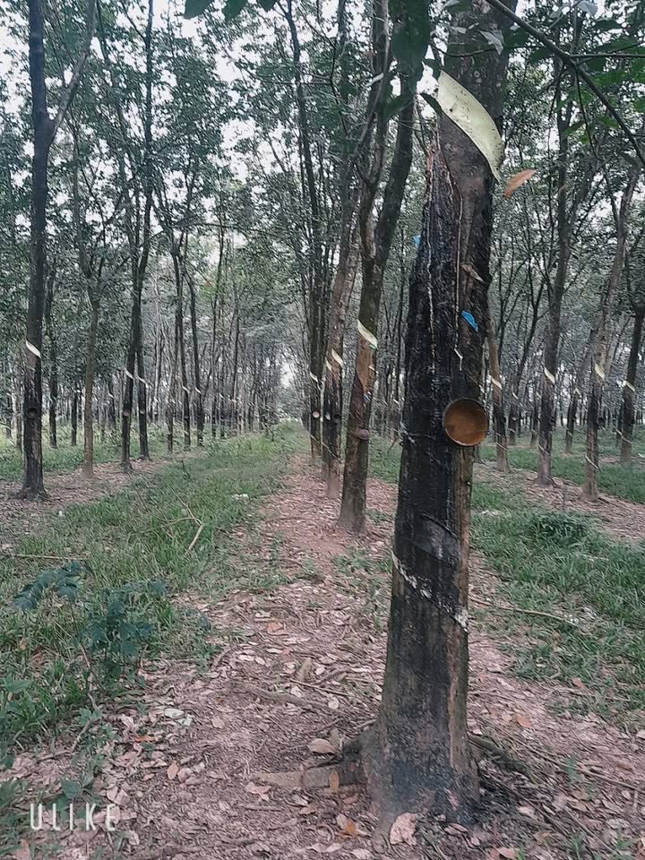 Đất Sổ Đỏ 2,5ha Tại Ấp 94, Định Quán - Giá 4,5 tỷ VND