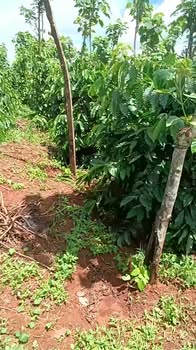 Đất nền 200m² mặt đường lớn tại Trường Xuân - Giá chỉ 1.2 tỷ sổ đỏ chính chủ!