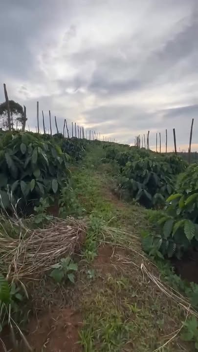 Farm bán tại xã Nhân Đạo, Đắk R'Lấp, 1,4ha - Đầu tư sinh lời ngay!