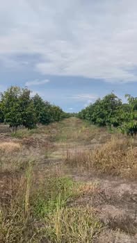 Farm đất sầu riêng 220.000m² tại Thanh Mỹ, Tháp Mười - Giá chỉ 10.12 tỷ, thương lượng trực tiếp!