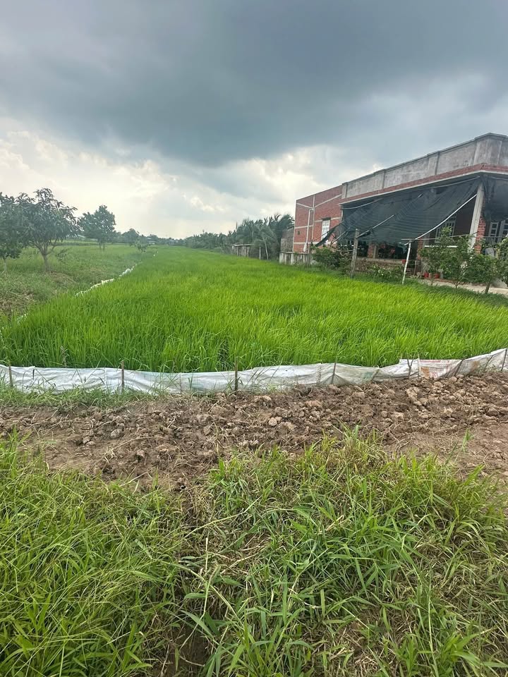 Đất nền Phú Lễ, Ba Tri 30.000m² giá 717 triệu - Cơ hội đầu tư tuyệt vời!