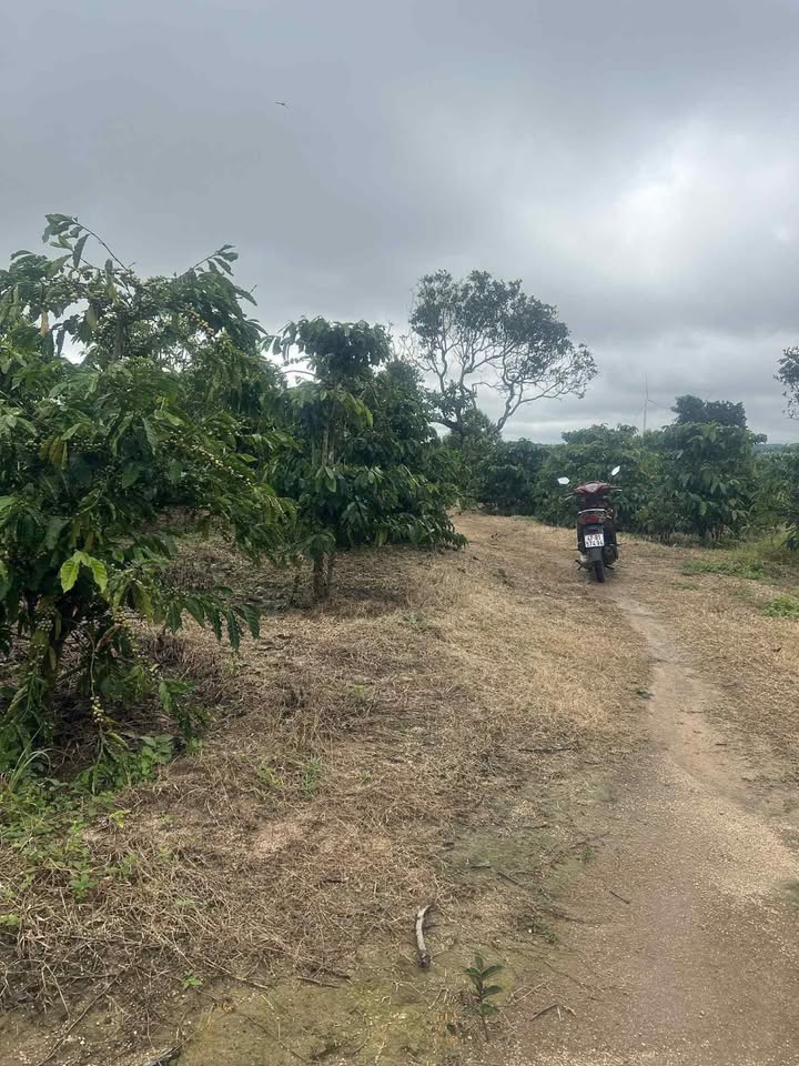 Farm 5.000m² tại Thôn 3, Ea Khal, Đắk Lắk - Giá chỉ 699 triệu VND