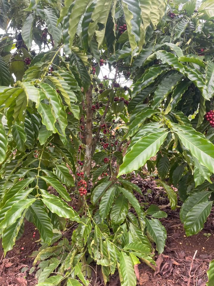 Đất nền Cư Huê Ea Kar 2160m² giá 840 triệu - Mặt tiền 2 hướng, vị trí đắc địa!