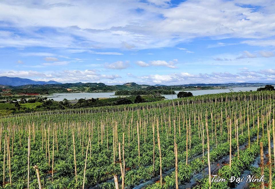 Đất nền Tà Hine 100m² giá 499 triệu - Sổ hồng riêng, view Hồ Đại Ninh!