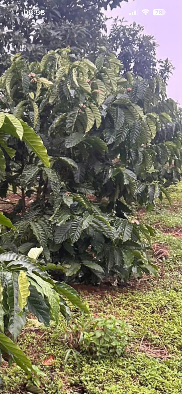 Đất nền Ea Drăng 5000m² giá chỉ 1.06 tỷ - Cơ hội đầu tư không thể bỏ lỡ!