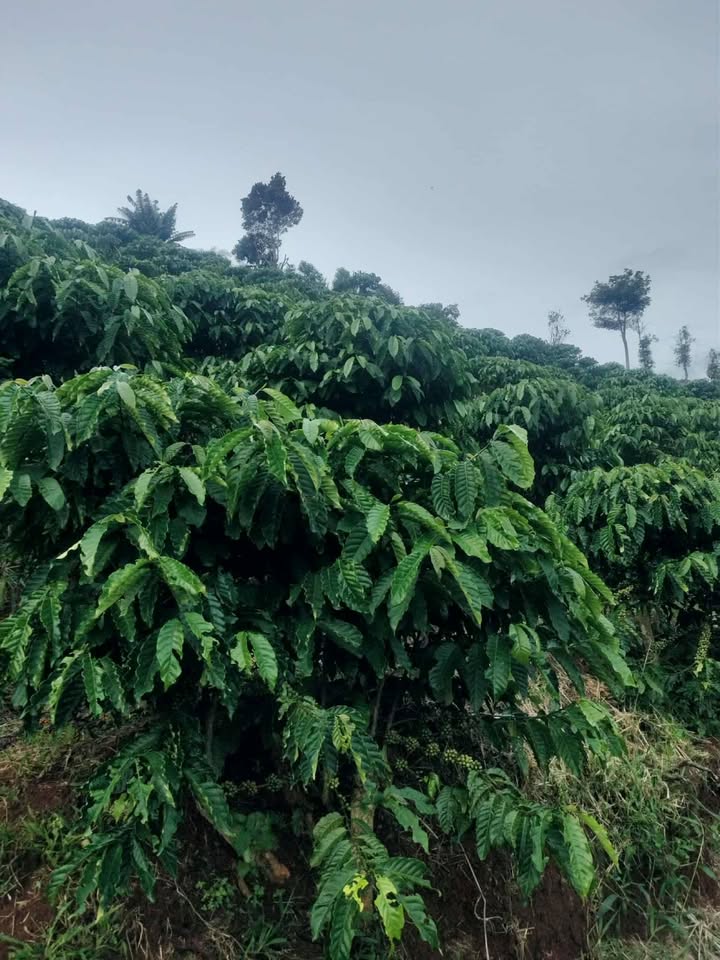 Đất nền xã Tân Thanh, Lâm Hà 10.000m² giá 2.1 tỷ - Cơ hội đầu tư hấp dẫn!