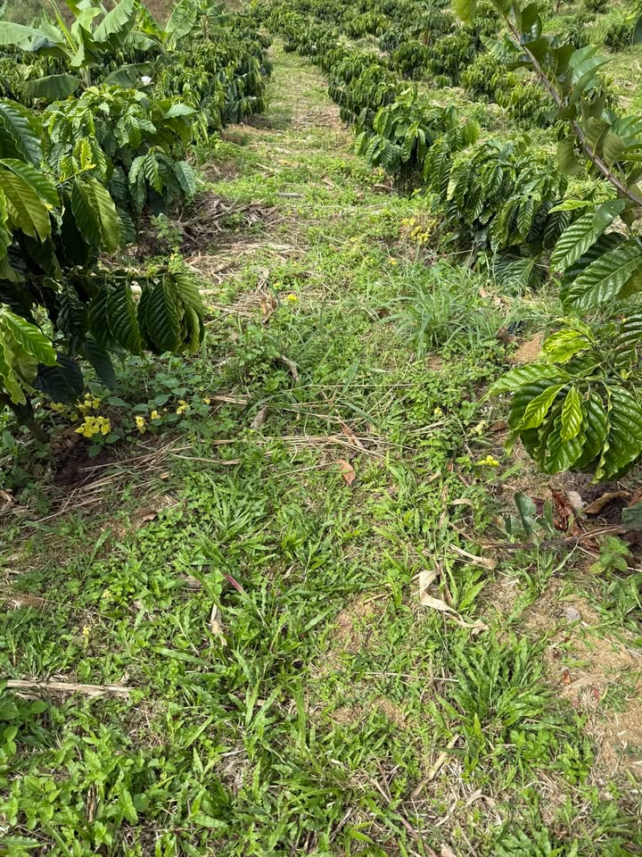 Đất nền Tân Thanh, Lâm Hà 20.000m² giá 2.7 tỷ - Đường bê tông tận nơi!