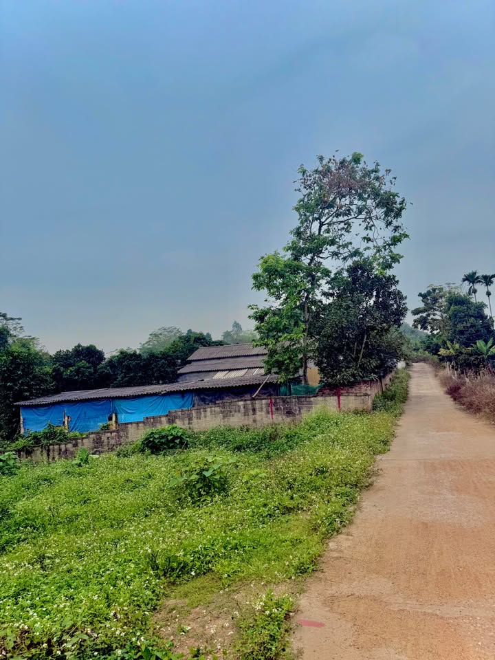 Đất bán Phú Thọ 303m² giá chỉ 1.3 tỷ - Đường rộng ô tô tránh nhau