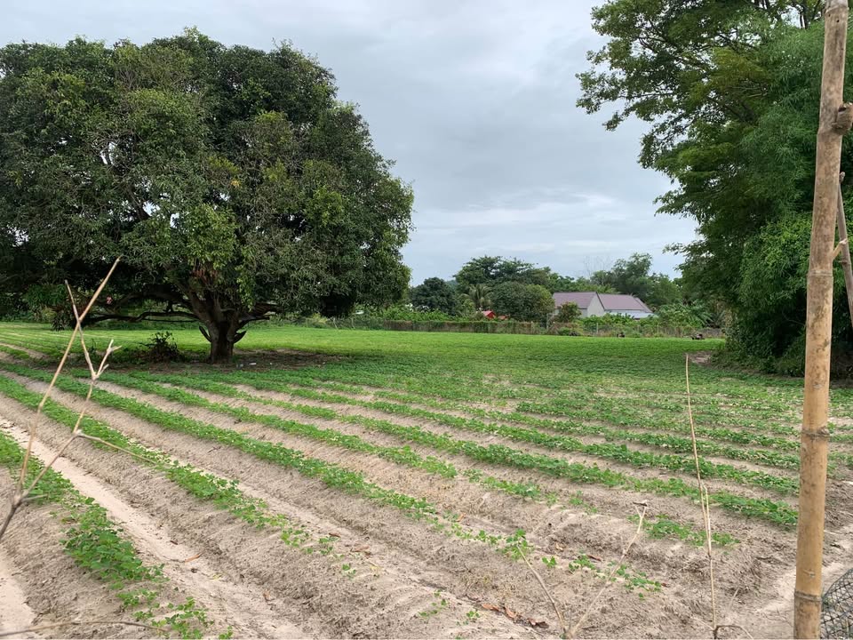 Đất cây lâu năm 4240m² tại Thới Sơn, Châu Đốc - Đầu tư sinh lời ngay!