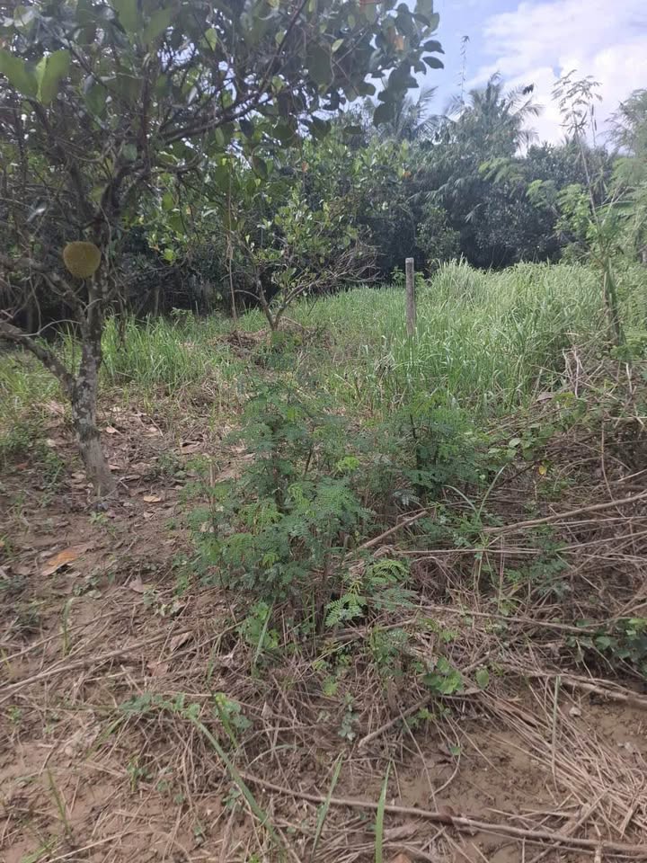 Đất nền Diên Sơn 283,9m² giá 1,56 tỷ - Cơ hội đầu tư tuyệt vời!