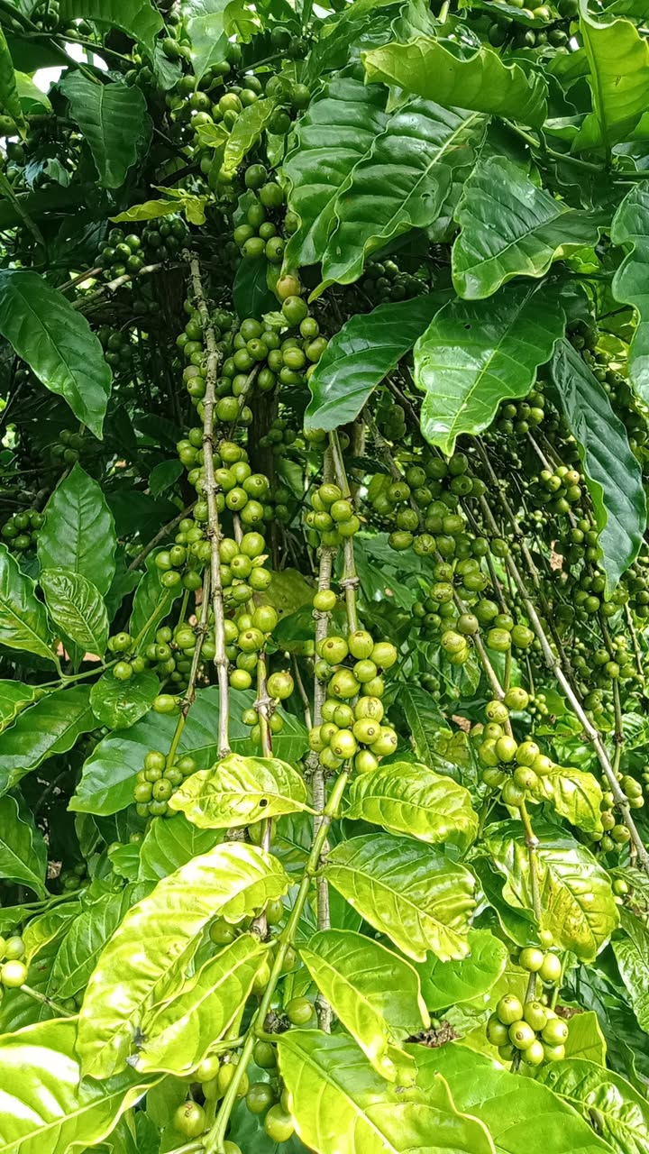 Đất rẫy 20520m² tại Hòa Phú, Chư Păh - Giá thỏa thuận hấp dẫn!