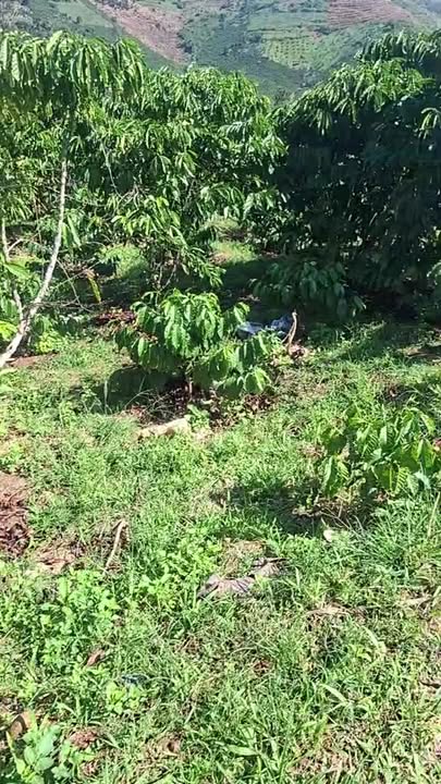 Đất nông nghiệp 8640m² tại Phúc Thọ, Lâm Đồng - Giá chỉ 8.64 tỷ phù hợp đầu tư!