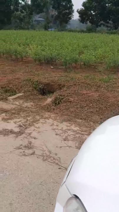 Đất đấu giá Trạm Thản Phù Ninh 200m² - Cơ hội đầu tư hấp dẫn!