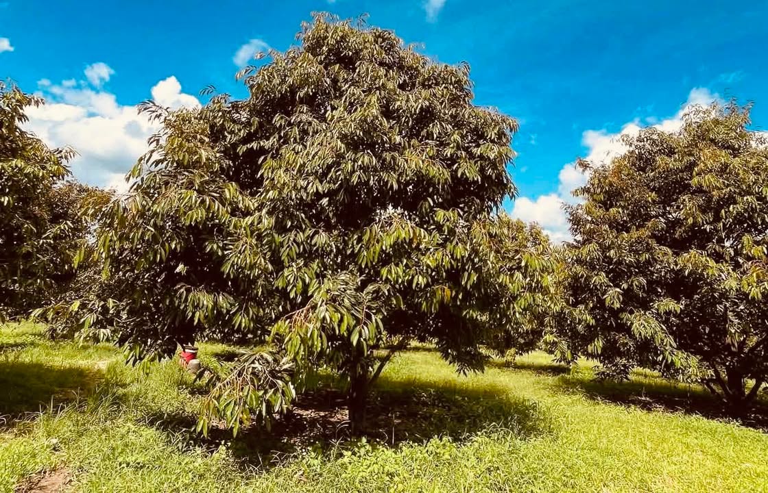 Đất Farm tại xã Ia Pếch, huyện Ia Grai, 10.000m² giá 1.8 tỷ - Cơ hội đầu tư hiếm có!