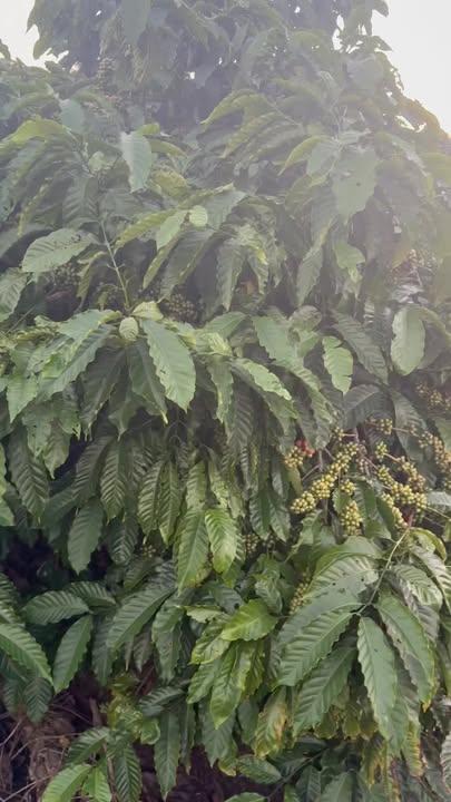 Farm thôn 8, xã Ea Ral, huyện Ea H'leo 39,000m² giá 11.7 tỷ - Đầu tư sinh lời ngay!