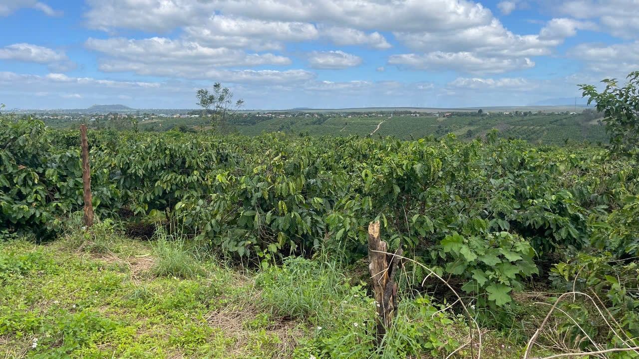 Đất rẫy 1 hecta full cà phê Chư Pơng, Chư Sê giá 2.2 tỷ - Đầu tư sinh lời tốt!
