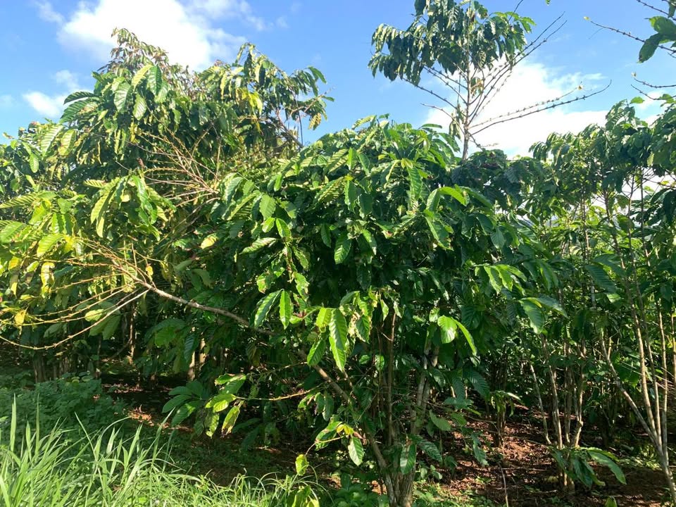 Đất nền Đinh Trang Hoà 12.540m² giá 1.35 tỷ - Cơ hội đầu tư lý tưởng!