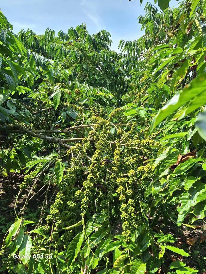 Đất nông nghiệp Hòa Bắc, Di Linh, 7800m² - Cơ hội đầu tư tuyệt vời!