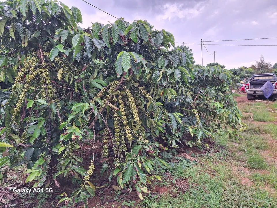 Đất nền Hòa Bắc, Di Linh, Lâm Đồng 8000m² giá 5.2 tỷ - Đầu tư sinh lời hấp dẫn!