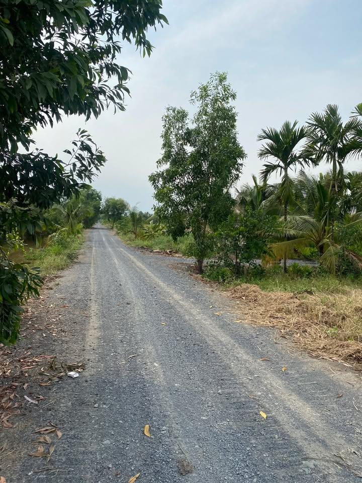 Đất vườn 1000m² Kênh 10, Lê Minh Xuân giá 4 tỷ - Đầu tư sinh lời hấp dẫn!