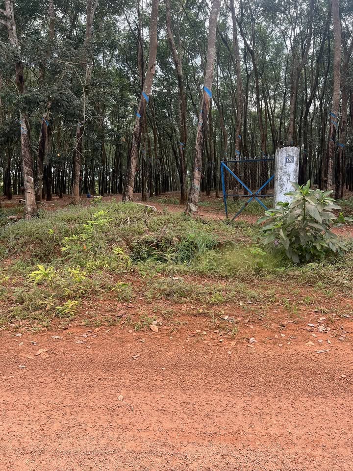 Đất nền 7ha mặt tiền đường 65, xã Tân Hưng, huyện Đồng Phú - Thích hợp mở xưởng!