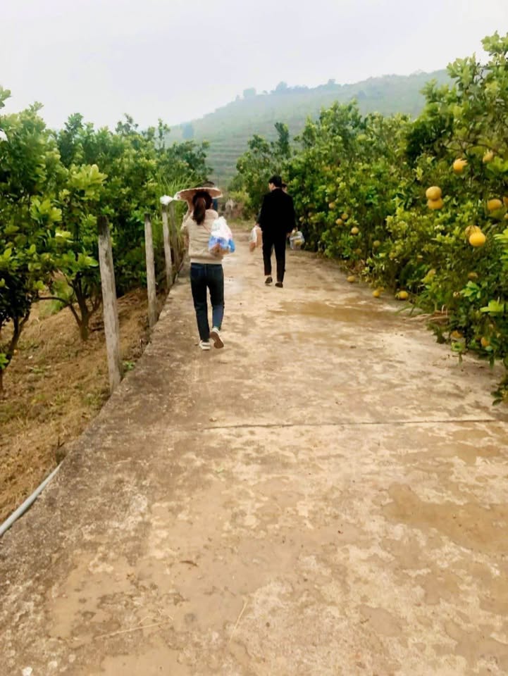 Đất thổ cư Tân Mộc Lục Ngạn 8000m² giá chỉ 1.8 tỷ - Cơ hội đầu tư hấp dẫn!