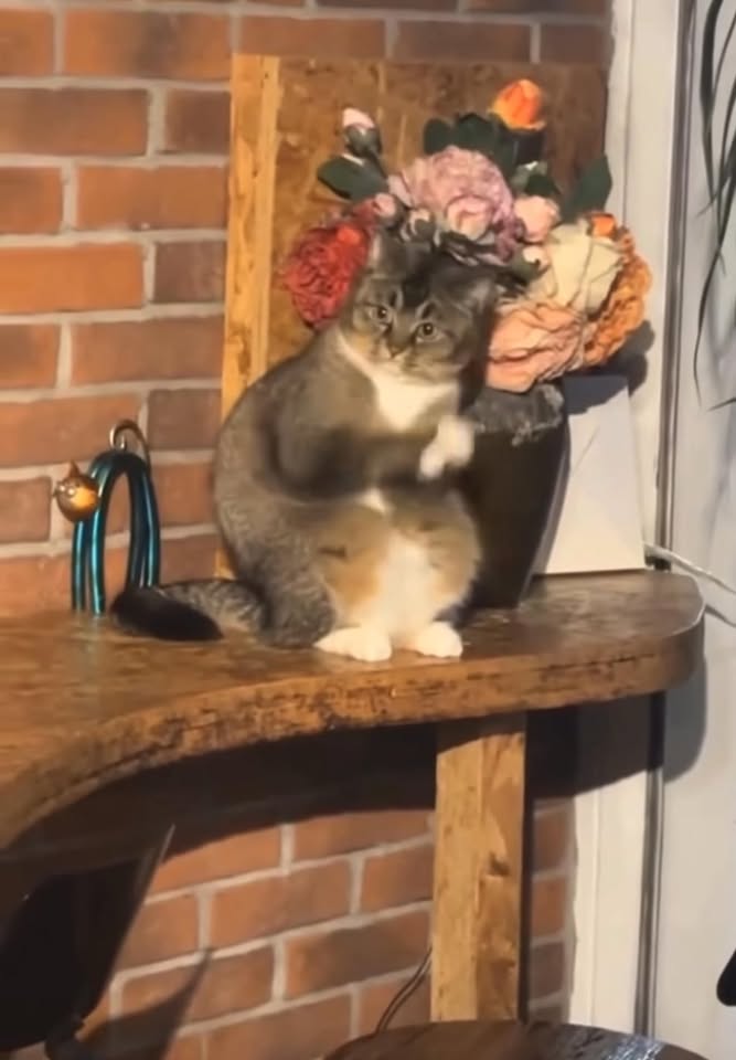 Đất thổ cư 1800m² Bà Lâm, Xuyên Mộc - Giá chỉ 1.62 tỷ, đầu tư sinh lời!