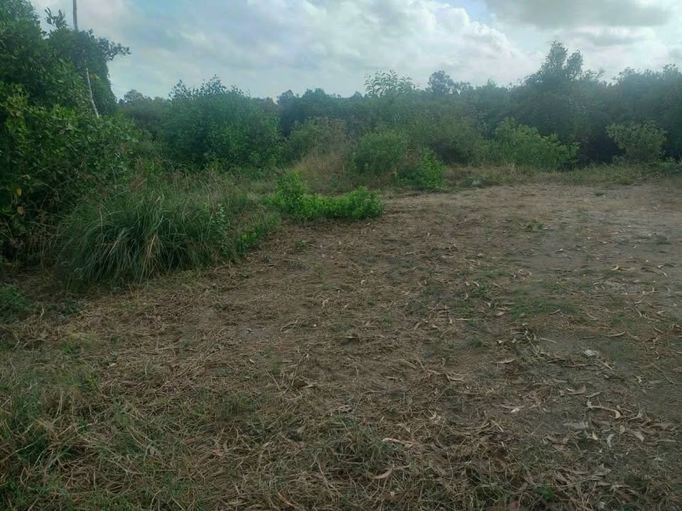 Đất nuôi trồng thủy sản 8.359m² tại phường Tân Thành, Cà Mau - Giá chỉ 950 triệu!