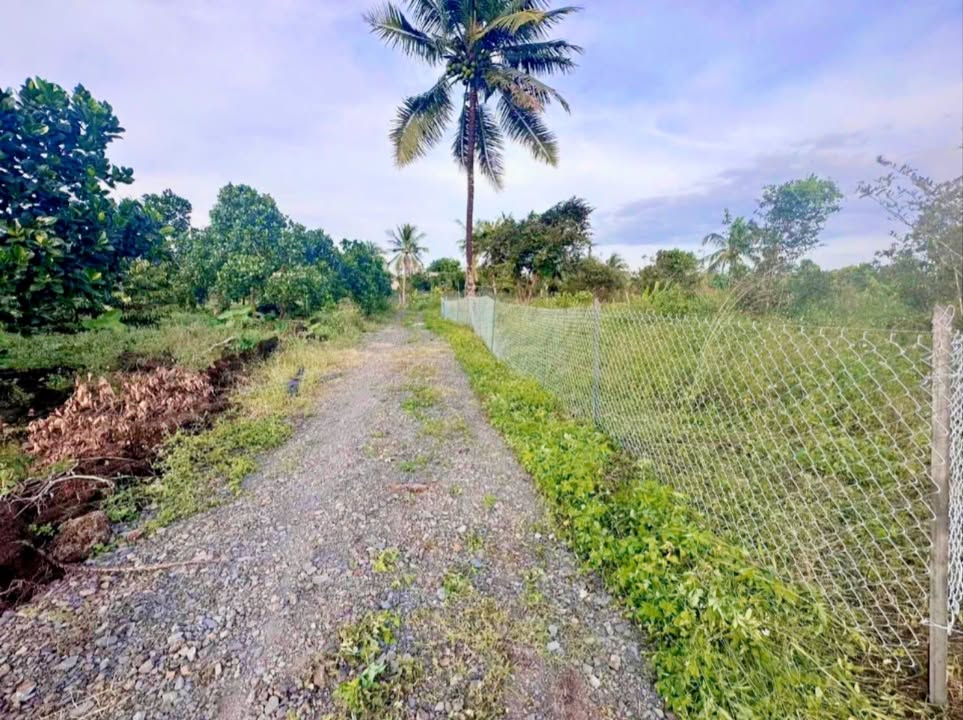 Đất trồng cây lâu năm Phú Thịnh Tân Phú 1000m² giá 349 triệu - Sổ hồng riêng chính chủ!