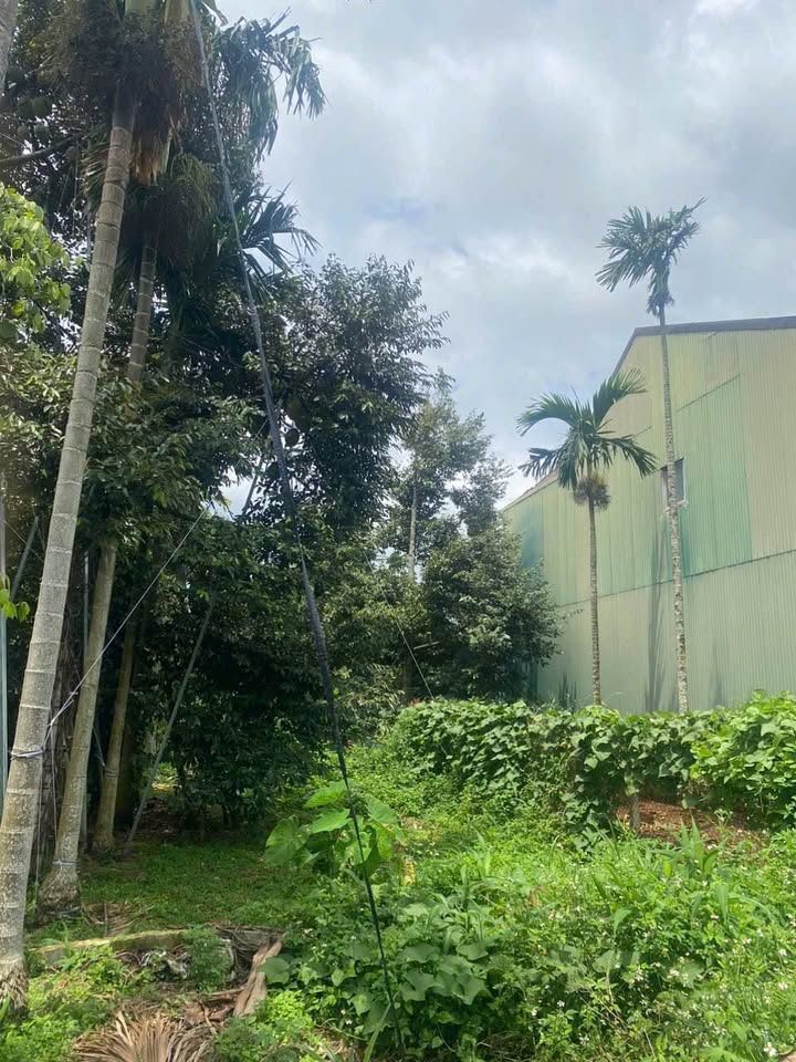 Bán đất Tân Lập, Buôn Ma Thuột 100m² giá 1.12 tỷ - Vị trí đẹp gần sân bay!