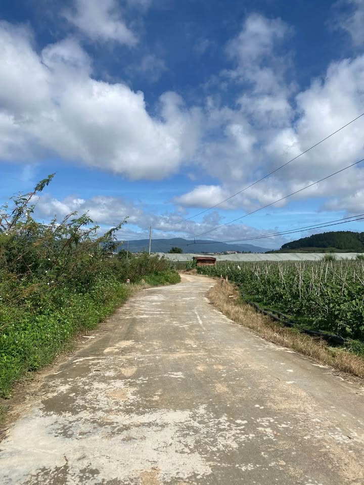 Đất Farm 6000m² tại xã Ka Đơn, Đơn Dương - Giá thuê chỉ 55 triệu/năm!