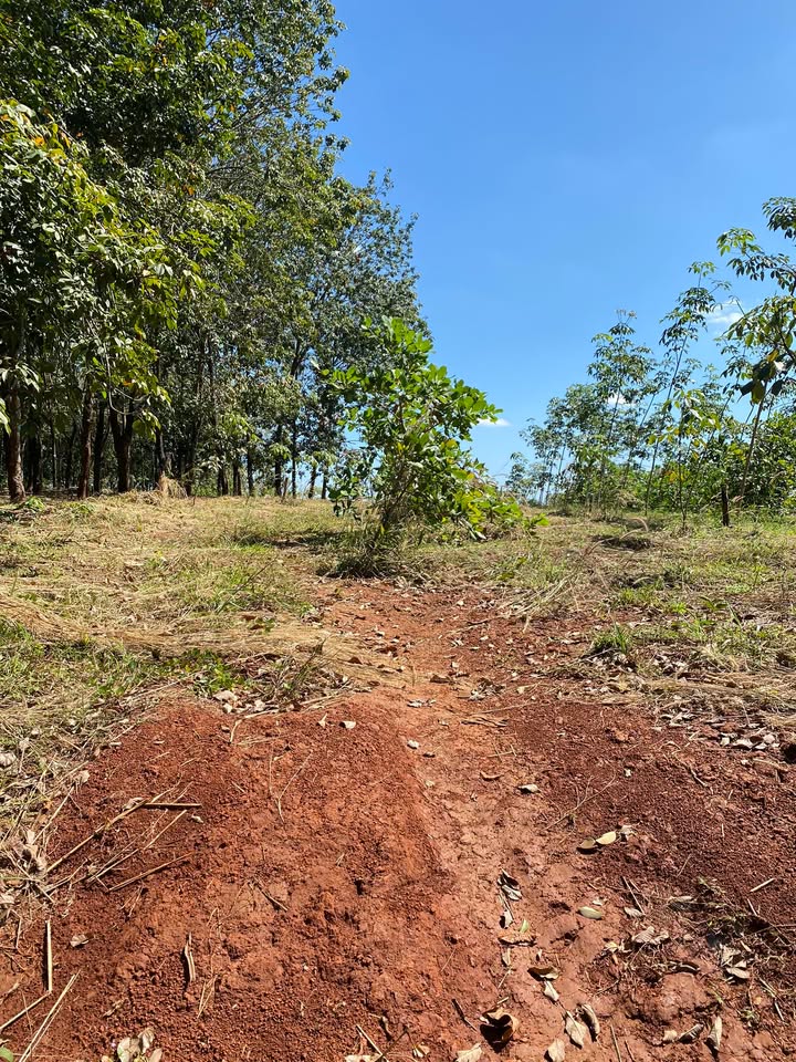 Đất nền 4xào2 tại Phước Tín, Bình Phước - Giá chỉ 600 triệu, điện nước đầy đủ!