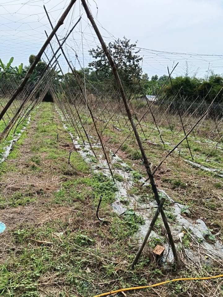 Đất nền ấp Hưng Bình, Trảng Bom 3739m² giá chỉ 1.345 tỷ - Cơ hội đầu tư tốt!