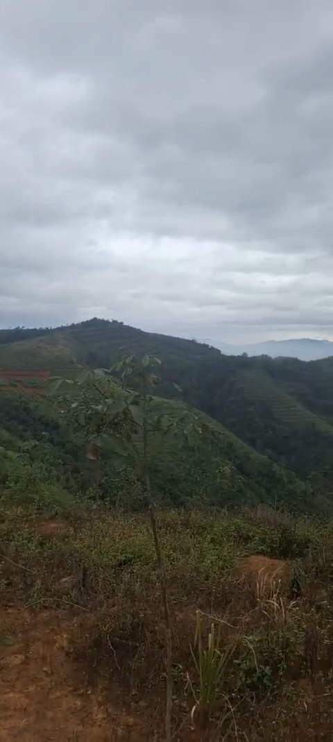 Đất nông nghiệp Đăk Blà, Kon Tum 12ha giá 700 triệu - Tiềm năng trồng cao su!