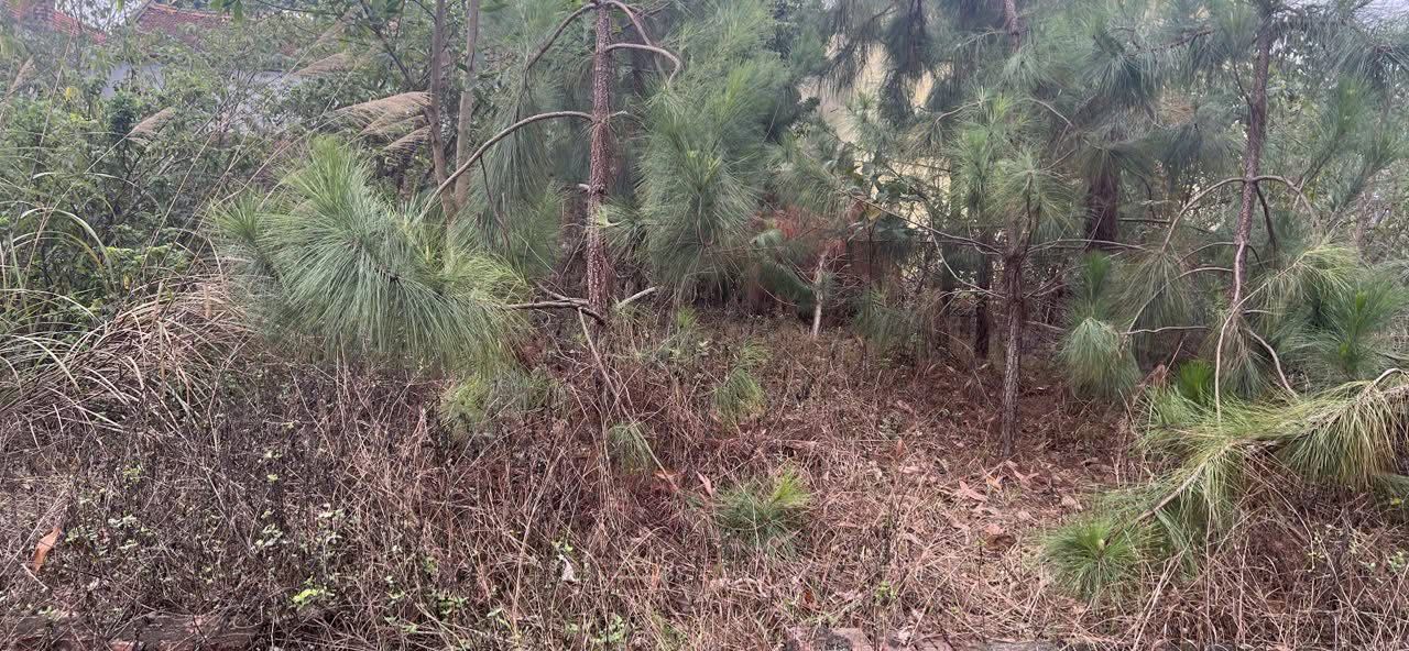 Đất nền 100m² tại ngõ 34 đường Nguyễn Văn Linh, Phúc Yên - Chỉ 300 triệu, bán nhanh trong tuần!