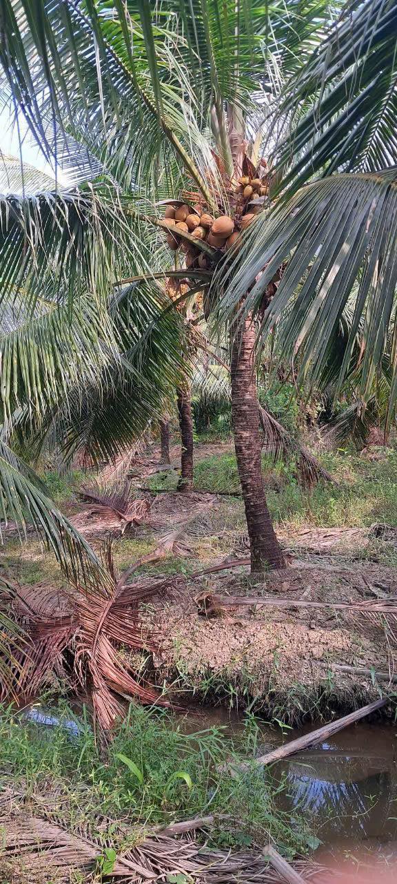 Đất vườn dừa 2 mặt tiền 3200m² giá 1.55 tỷ - Đang cho trái, đầu tư sinh lời!