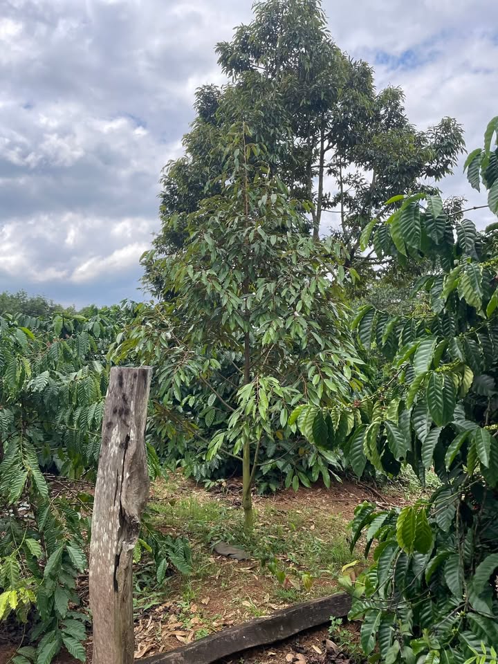 Đất nền Quảng Hiệp Cư M'gar 950m² giá 2.4 tỷ - Đầu tư sinh lời ngay!