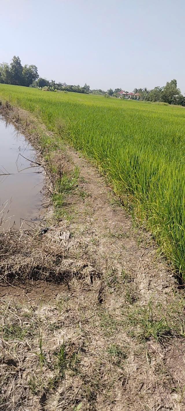 Đất nền tại Mỹ Lệ, Cần Đước 1590m² giá 1.25 tỷ - Sổ hồng chính chủ!