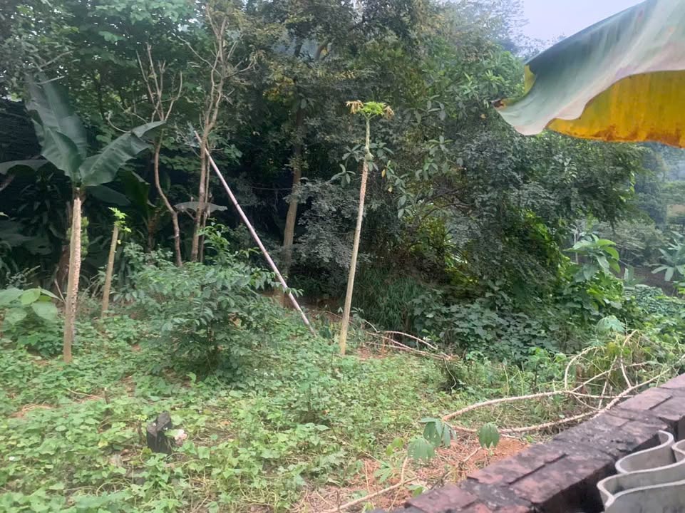 Đất nền tổ 10 Nông Tiến 125m² giá chỉ 850 triệu - Cơ hội đầu tư hấp dẫn!