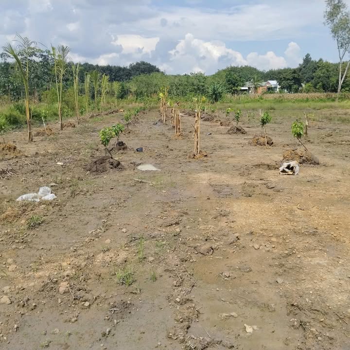 Đất nền An Bình, Phú Giáo, Bình Dương 3000m² giá 2.2 tỷ - Đầu tư sinh lời tốt!