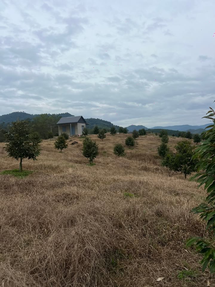 Đất vườn sầu riêng 1,9ha xã Hà Lâm, giá 5.5 tỷ - Cơ hội đầu tư lý tưởng!